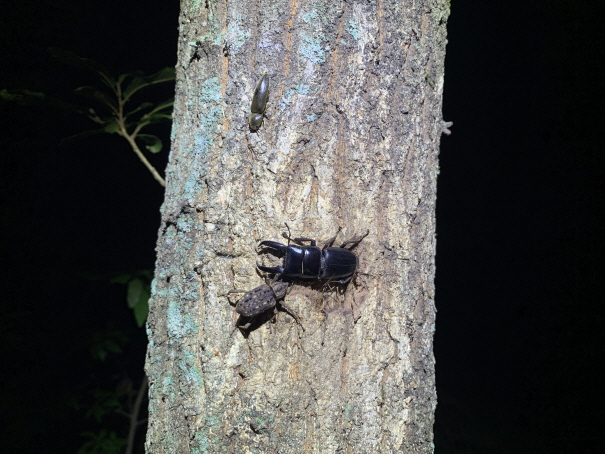 [크기변환]왕바구미, 넓적사슴벌레, 방아벌레.jpg